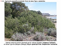 AtlasVegetacion 4 119 7 Vegetacion litoral arenicola Osyrio-Juniperetum