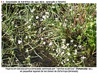 AtlasVegetacion 4 128 8 Vegetacion continental acuatica Ranunculus
