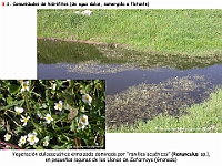 AtlasVegetacion 4 129 8 Vegetacion continental acuatica Ranunculus