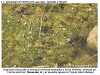 AtlasVegetacion 4 130 8 Vegetacion continental acuatica Ranunculus