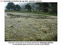 AtlasVegetacion 4 131 8 Vegetacion continental acuatica Ranunculus