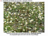 AtlasVegetacion 4 132 8 Vegetacion continental acuatica Ranunculus