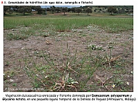 AtlasVegetacion 4 135 8 Vegetacion continental acuatica Damasonium Glyceria