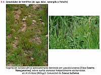 AtlasVegetacion 4 137 8 Vegetacion continental acuatica Juncus bufonius