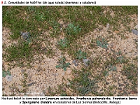 AtlasVegetacion 4 142 8 Vegetacion continental acuatica halofitica Limonium Frankenia