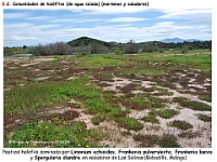 AtlasVegetacion 4 143 8 Vegetacion continental acuatica halofitica Limonium Frankenia