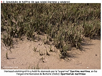 AtlasVegetacion 4 146 8 Vegetacion continental acuatica halofitica Spartinetum maritimae