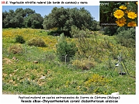 AtlasVegetacion 4 180 10 Vegetacion nitrofila Pastizal ruderal Resedo-Chrysantemetum Cladanthus