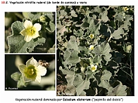 AtlasVegetacion 4 194 10 Vegetacion nitrofila ruderal Ecballium