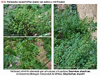 AtlasVegetacion 4 198 10 Vegetacion nitrofila esciafila Urtico-Smyrnietum