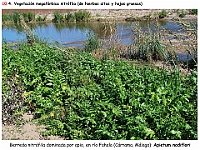 AtlasVegetacion 4 200 10 Vegetacion nitrofila megaforbica Apietum nodiflori