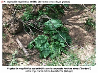 AtlasVegetacion 4 202 10 Vegetacion nitrofila megaforbica Arctium minus