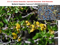 AtlasFlora 3 016 Berberis hispanica 1