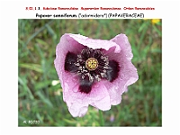 AtlasFlora 3 020 Papaver somniferum