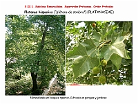 AtlasFlora 3 035 Platanus hispanica