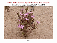 AtlasFlora 3 055-1 Silene littorea