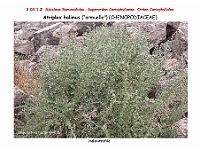 AtlasFlora 3 065 Atriplex halimus