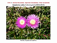 AtlasFlora 3 073 Carpobrotus edulis