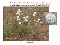 AtlasFlora 3 089 Armeria villosa