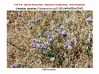 AtlasFlora 3 092 Limonium sinuatum