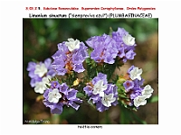 AtlasFlora 3 093 Limonium sinuatum 1