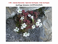 AtlasFlora 3 100 Saxifraga biternata