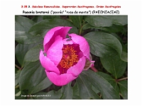 AtlasFlora 3 110 Paeonia broteroi 1