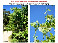 AtlasFlora 3 114 2 Vitis vinifera