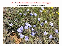 AtlasFlora 4 007 Linum narbonense