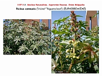 AtlasFlora 4 019 Ricinus communis