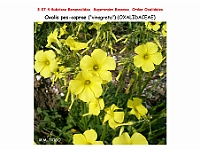 AtlasFlora 4 043-Oxalis pes-caprae