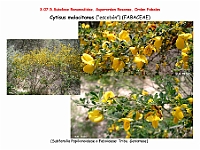 AtlasFlora 4 069 Cytisus malacitanus