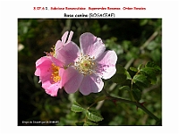 AtlasFlora 4 137 Rosa canina