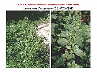 AtlasFlora 4 183 Urtica urens