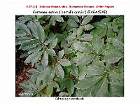 AtlasFlora 4 200 Castanea sativa