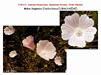 AtlasFlora 4 265 Malva hispanica