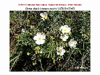 AtlasFlora 4 285 Cistus clusii