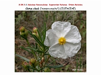 AtlasFlora 4 286 Cistus clusii