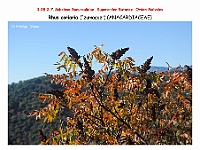 AtlasFlora 4 328 Rhus coriaria