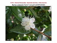 AtlasFlora 4 342 Myrtus communis