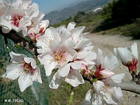 Inicio Flora 4 Prunus dulcis Flores MMTRIGO copia