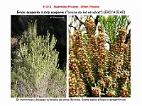 AtlasFlora 5 003-Erica scoparia scoparia
