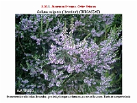 AtlasFlora 5 009 Calluna vulgaris