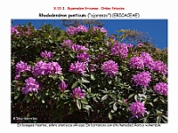 AtlasFlora 5 010 Rhododendron ponticum