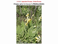 AtlasFlora 5 015 Primula veris