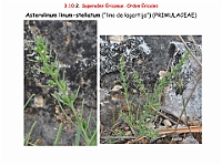 AtlasFlora 5 016 Asterolinum linum-stellatum