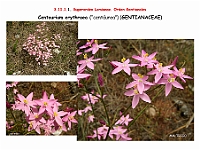 AtlasFlora 5 020 Centaurium erytraea