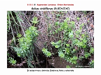 AtlasFlora 5 027 Galium viridiflorum