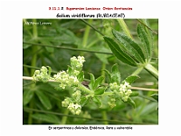 AtlasFlora 5 028 Galium viridiflorum