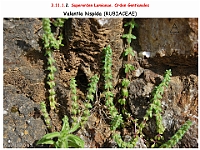AtlasFlora 5 033 Valantia hispida